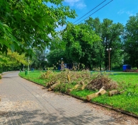 Неравнодушные объединяют усилия для восстановления парка Подниколье после стихии