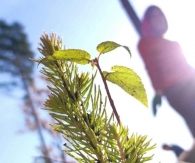 Акция по посадке деревьев