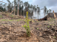 «Зелёный старт»: молодые специалисты Могилёва вместе с союзной молодежью высадили сеянцы в рамках акции «Лес! Дабро! Парадак!»