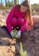 Акция по посадке деревьев